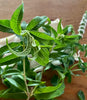 Lemon Verbena and Mint